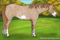 Horse Color:Red Roan Splash Frame