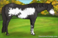 Horse Color:Liver Chestnut Frame 