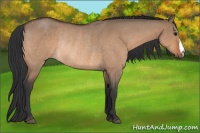 Horse Color:Bay Roan Dun Rabicano