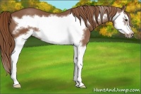Horse Color:Chestnut Splash Frame