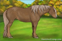 Horse Color:Chocolate Palomino 