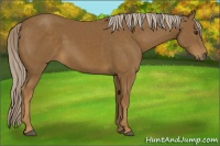 Horse Color:Chocolate Palomino 