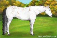 Horse Color:Bay Dun Sabino 