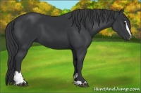 Horse Color:Black Sabino 
