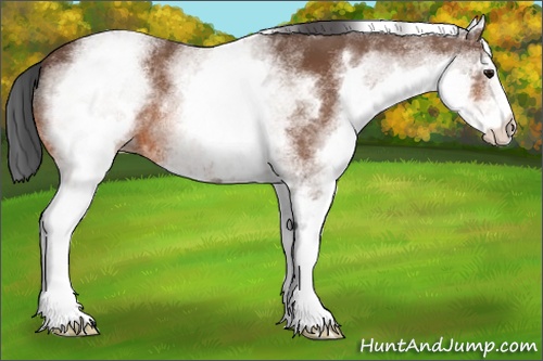 Horse Color: White Spotted Bay 