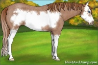 Horse Color:Red Roan Sabino Splash Frame Rabicano