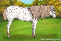 Horse Color:Chestnut Sabino Near Leopard 