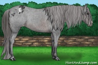 Horse Color:Brown Appaloosa Rabicano 