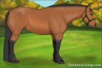 Horse Color:Bay 