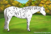 Horse Color:White Spotted Black Blanket Rabicano 