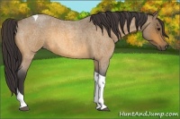 Horse Color:Buckskin Roan Tobiano 