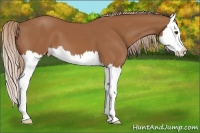 Horse Color:Chestnut Splash 