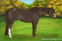 Horse Color:Liver Chestnut 