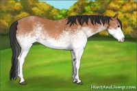 Horse Color:White Spotted Bay Roan 