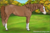 Horse Color:Chestnut Splash 