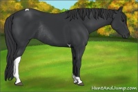 Horse Color:Black Tobiano Rabicano 
