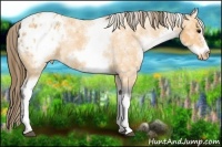 Horse Color:White Spotted Buckskin Roan Frame Blanket Rabicano 