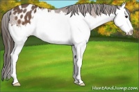 Horse Color:Bay Roan Splash Appaloosa