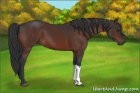 Horse Color:Brown 