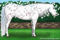 Horse Color:Watercolor Bay Appaloosa 