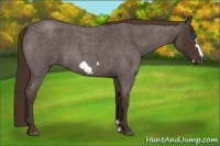 Horse Color:Liver Red Roan Frame 