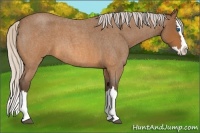 Horse Color:Silver Buckskin Roan Splash 