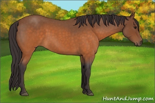 Horse Color: Buckskin Roan 