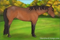 Horse Color:Buckskin Roan 