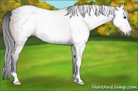 Horse Color:Gray Bay 