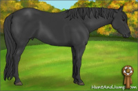 Horse Color:Black 