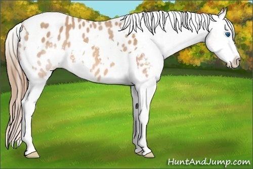 Horse Color: Bay Roan Splash Tobiano Blanket 