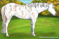 Horse Color:Bay Roan Splash Tobiano Appaloosa 