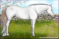 Horse Color:Chestnut Appaloosa