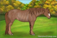 Horse Color:Chestnut Rabicano 