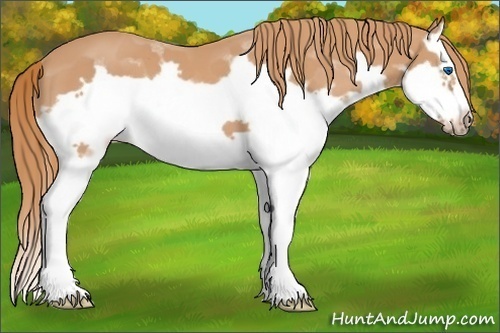Horse Color: Chestnut Splash Frame 