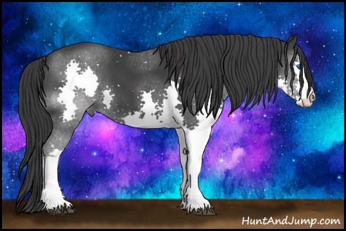 Horse Color: Black Splash 