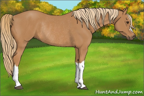 Horse Color:Chestnut Rabicano 