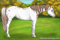 Horse Color:Chestnut Splash Frame Appaloosa 