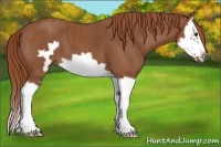 Horse Color:Chestnut Splash Frame  Brindle