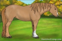 Horse Color:Chestnut Rabicano 