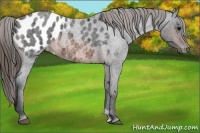 Horse Color:Brown Roan Appaloosa 