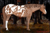 Horse Color:Chestnut Appaloosa 