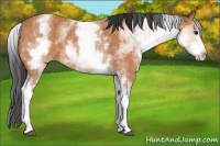 Horse Color:White Spotted Bay Rabicano