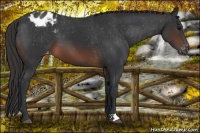 Horse Color:Brown Appaloosa 