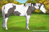 Horse Color:Smoky Grullo Splash Tobiano 