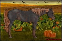 Horse Color:Liver Chestnut Splash  Brindle