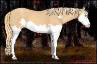 Horse Color:Gold Champagne Splash Frame 