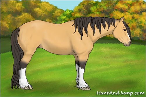 Horse Color: Buckskin 