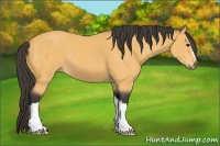 Horse Color:Buckskin 