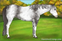Horse Color:White Spotted Smoky Black